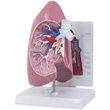 Anatomical Right Lung Model