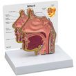 Anatomical Basic Sinus Model