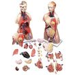 Anatomical Model of Budget Functional Francis Torso