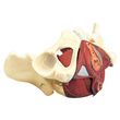 Anatomical Composite Pelvis and Pelvic Floor Model