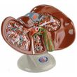 Anatomical Deluxe Liver and Gallbladder Model