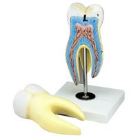 Buy Anatomical Giant Molar Model