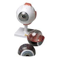 Buy Anatomical Human Eye Model