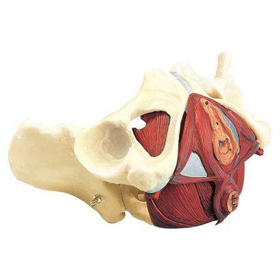 Buy Anatomical Composite Pelvis and Pelvic Floor Model