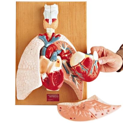 Buy Anatomical Heart and Respiratory Organs Model