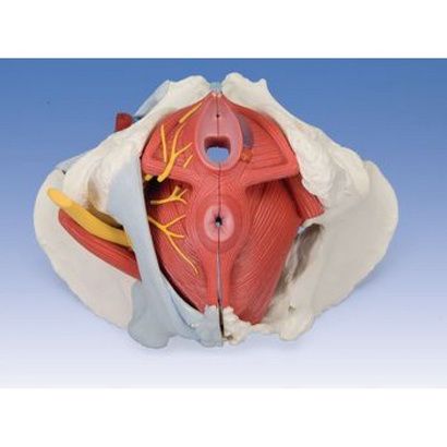 Buy FEI 6 Part Female Pelvis Model