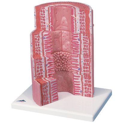 Buy A3BS Micro Anatomy Digestive System Model