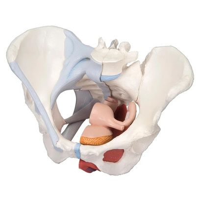 Buy FEI Female Pelvis Models