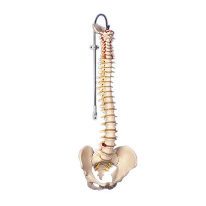 Buy Anatomical Model - Flexible Spine