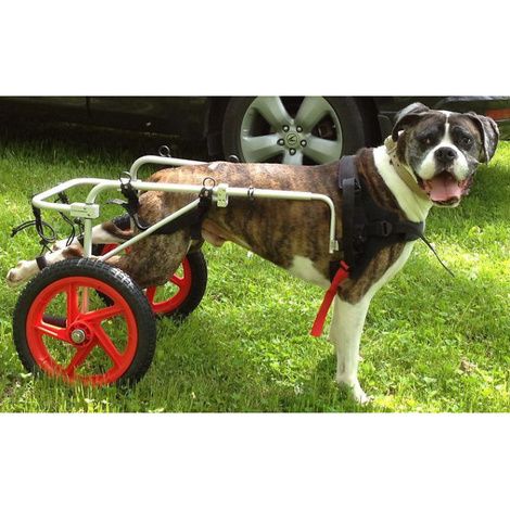 How To Assemble Best Friend Mobility Large X Large Dog Wheelchair