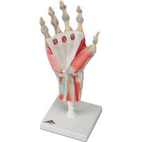 Hpfy Anatomical Models