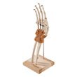 Ultra-Flex Ligamented Hand and Wrist