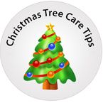 Christmas Tree Care Tips